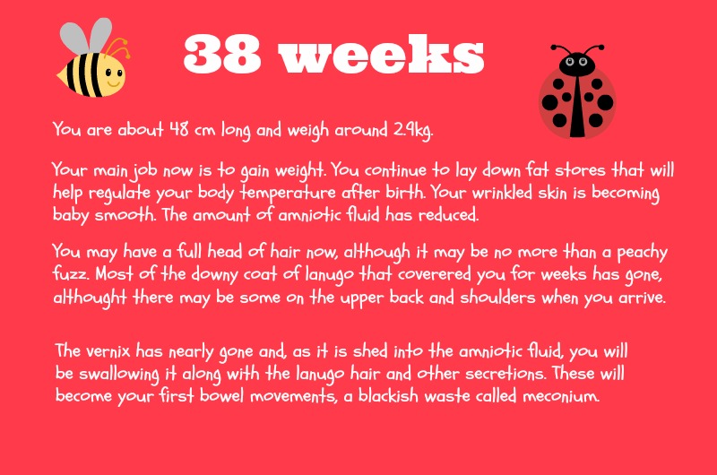 Pregnancy Update – 38 Weeks